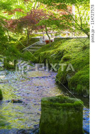 京都　永観堂　 新緑に包まれた楓橋からの眺め 114727578