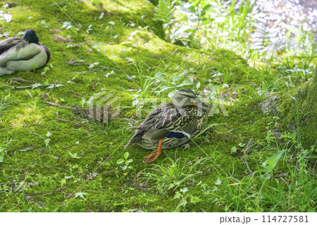 京都 永観堂 羽を休める鴨 京都 永観堂 羽を休める鴨 114727581