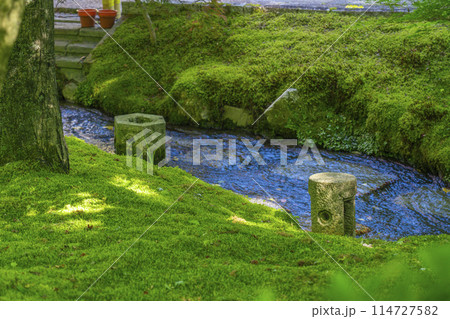 京都　永観堂　 新緑に包まれた楓橋からの眺め 114727582