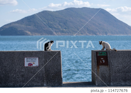 堤防でくつろぐ二匹の猫 114727676