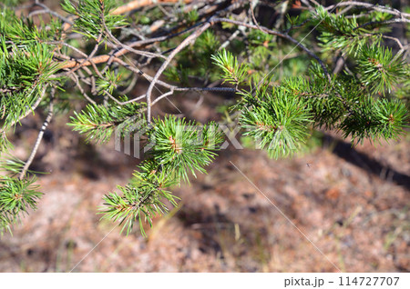 Pine branch on blurred background. Pine branch on blurred background. 114727707