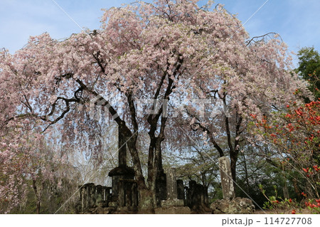 山岳信仰の場妙義神社のさくら 山岳信仰の場妙義神社のさくら 114727708