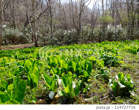 後生掛自然研究路の水芭蕉 後生掛自然研究路の水芭蕉 114727716
