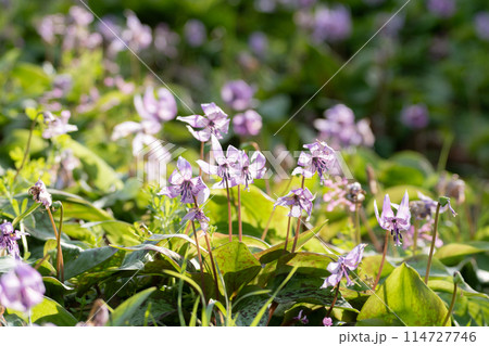 満開のカタクリの花 114727746