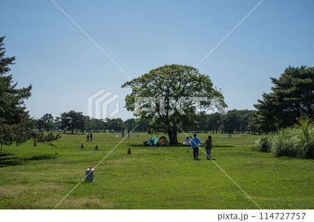 茨城県ひたち海浜公園大草原で散歩 114727757