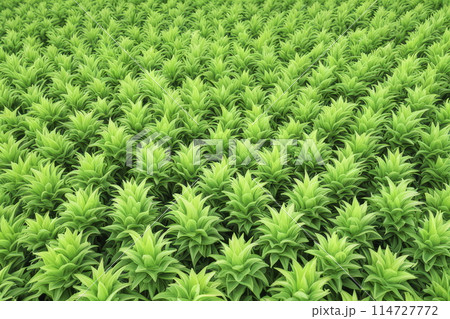 植物柄の背景 植物柄の背景 114727772