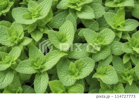 ミント 114727773