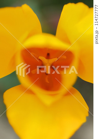 黄色いチューリップの花 黄色いチューリップの花 114727777
