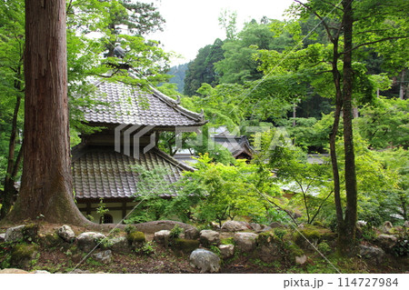 初夏の谷汲山華厳寺・39(岐阜県揖斐郡揖斐川町谷汲:西国三十三番観音霊場) 初夏の谷汲山華厳寺・39(岐阜県揖斐郡揖斐川町谷汲:西国三十三番観音霊場) 114727984