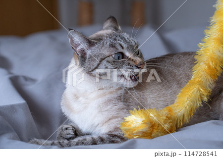 おもちゃで遊ぶ猫 おもちゃで遊ぶ猫 114728541