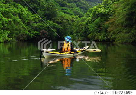 沖縄県西表島 マングローブの川を漕ぎ進むカヤック 沖縄県西表島 マングローブの川を漕ぎ進むカヤック 114728698
