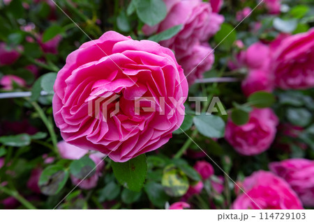 Closeup of vibrant Pink rose in bloom 114729103