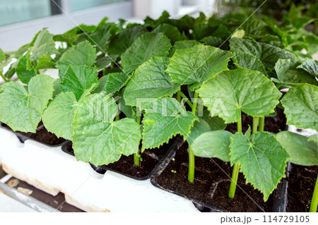 Cucumber plants with green leaves in garden 114729105