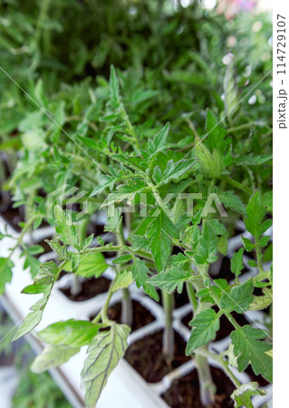 Healthy tomato seedlings in garden planter 114729107