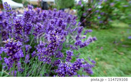 Closeup of blooming lavender in garden. 114729108