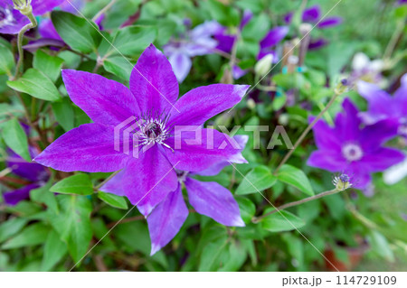 Close-up of vibrant violet clematis flower 114729109