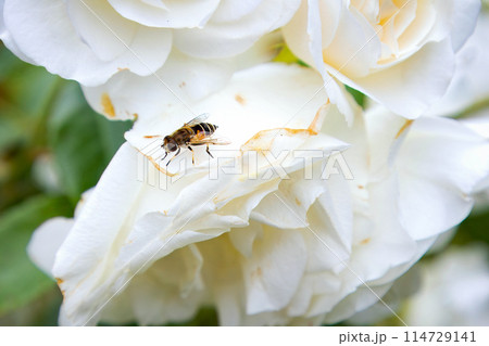 Bee on white rose petal in garden Bee on white rose petal in garden 114729141