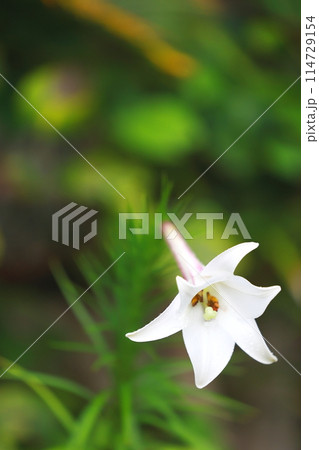 白いタカサゴユリの花 114729154