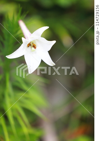 白いタカサゴユリの花 白いタカサゴユリの花 114729156