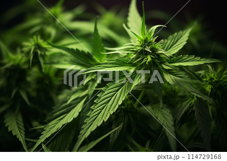 Banner consisting from traditional species marijuana in leaves, Ai generated 114729168