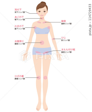 リンパ節の説明図　リンパマッサージ 114729433