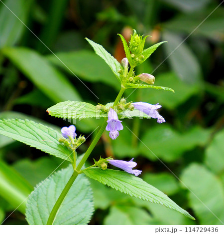 【日本の高山植物】ミソガワソウ（北アルプス 2023年） 114729436