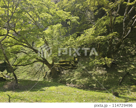 吉野 一目千本桜　奈良県 114729496