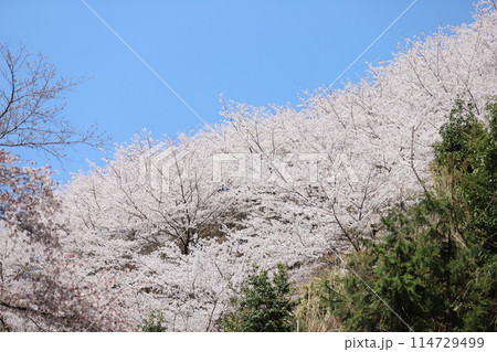 吉野 一目千本桜 奈良県 吉野 一目千本桜 奈良県 114729499