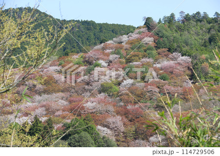 吉野 一目千本桜　奈良県 114729506