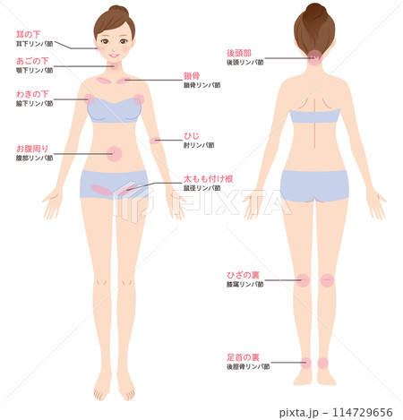 リンパ節の説明図　リンパマッサージ 114729656