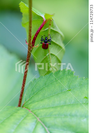 オトシブミ 114729733