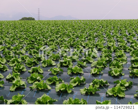 昭和村のレタス畑 昭和村のレタス畑 114729821