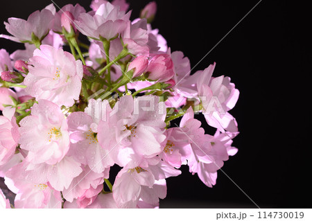 旭山桜の花のクローズアップ 旭山桜の花のクローズアップ 114730019