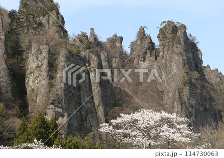 奇岩奇峰が連なる妙義山とさくら 114730063