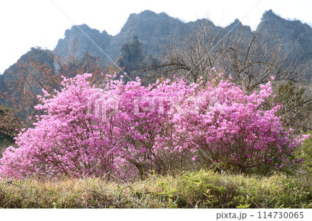 奇岩奇峰が連なる妙義山とさくら 奇岩奇峰が連なる妙義山とさくら 114730065