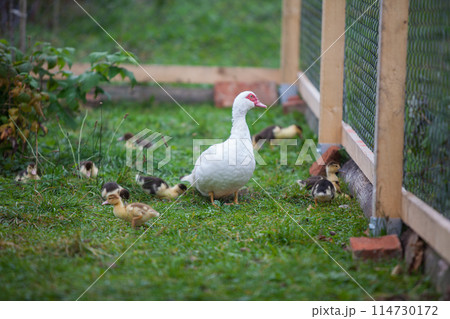 Muscovy duck awith little ducklings 114730172