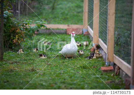 Muscovy duck awith little ducklings 114730173