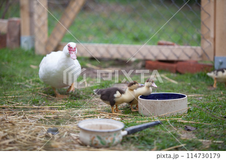 Muscovy duck with little ducklings at cloudy day in autumn Muscovy duck with little ducklings at cloudy day in autumn 114730179