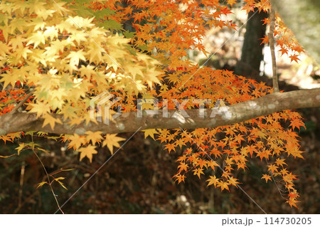 紅葉 114730205