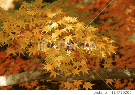 紅葉 114730206