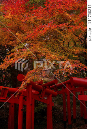 紅葉　 114730215