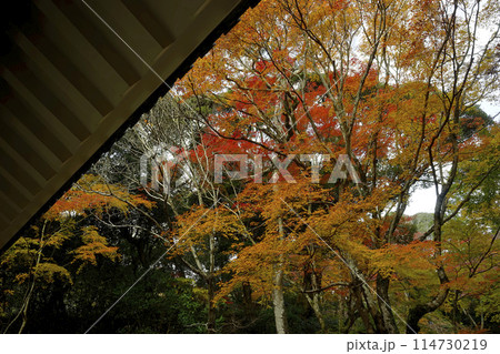 紅葉 114730219