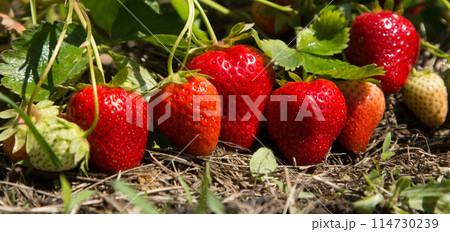 Red and ripe strawberries in the garden 114730239