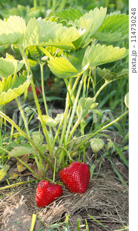 Red and ripe strawberries in the garden 114730248