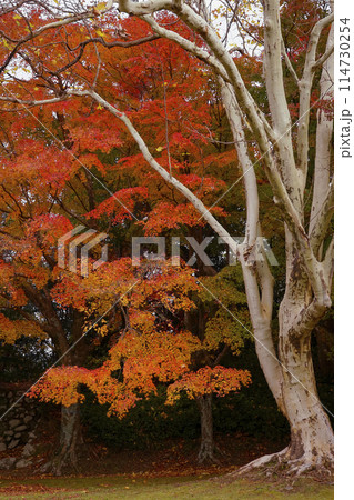 紅葉 114730254
