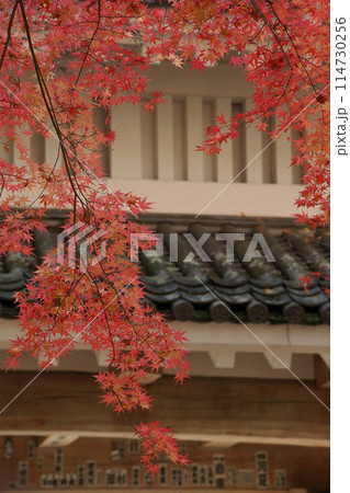 紅葉 紅葉 114730256