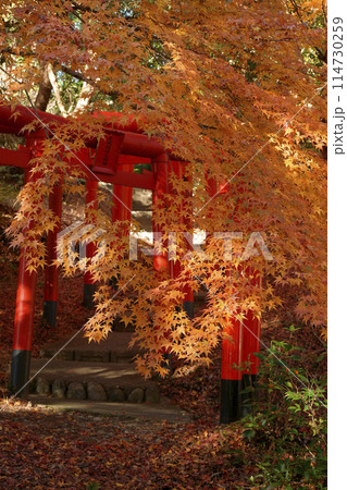 紅葉　 114730259