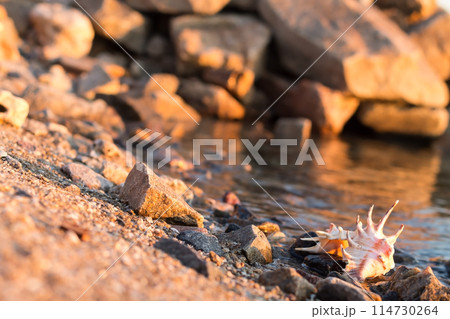 Beautiful seashells on the beach 114730264
