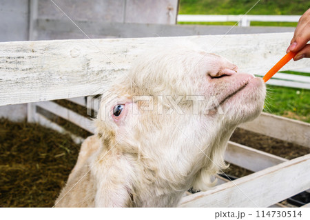 Damascus Goat Eating Carrot from Hand at a Farm 114730514