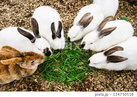 Group of Rabbits Eating Grass 114730516
